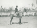 1908 - TELL , (cavallo ungherese) passato nel campionato del cavallo d'Arena _Roma 1908